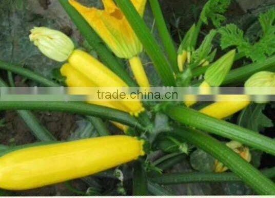 SQ14 Huangse early-medium maturity f1 hybrid yellow squash seeds