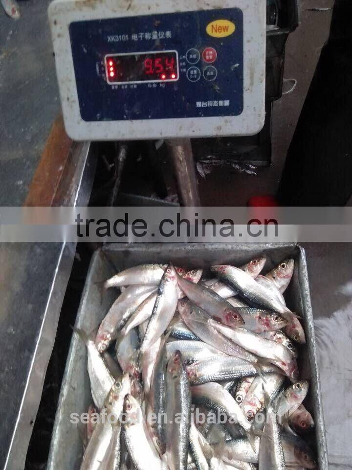 Frozen &cheap sardine fish 8-10 ppk for the canning wholesale frozen seafood