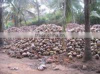 Fresh trimmed/undrimmed coconut