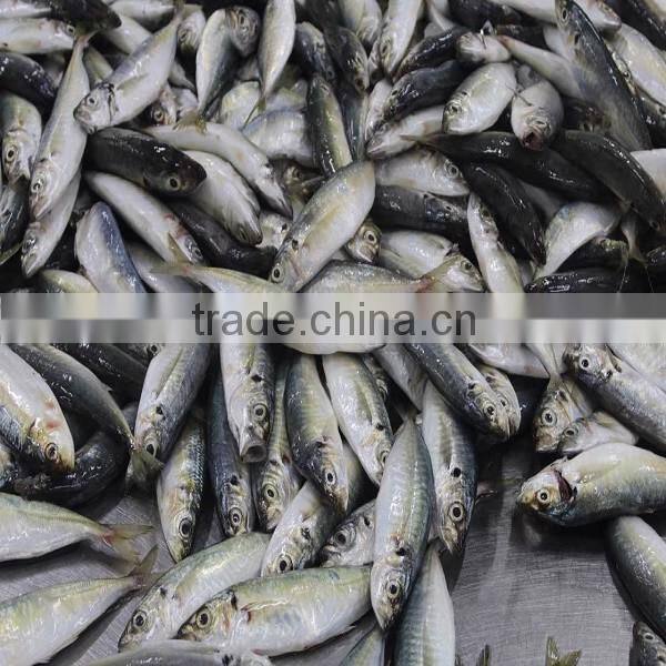 wholesale fish horse mackerel