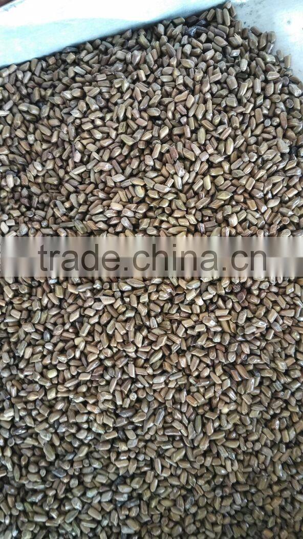 Cassia Tea/Cassia Tora seed/Semen Cassiae Seeds/Cassia Tora seeds from India - CTS