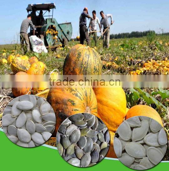 Shine Skin Pumpkin Seeds Kernel With Top and High Quality