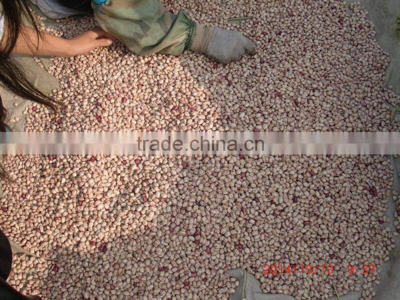 2015 new crops of light speckled kidney beans