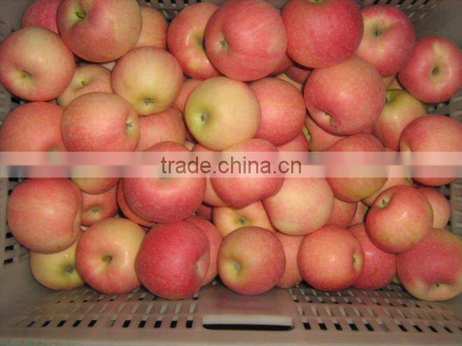Golden Delicious Apple