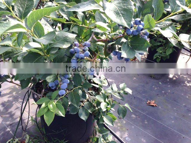 Japanese High Quality Blueberry Jam 150g