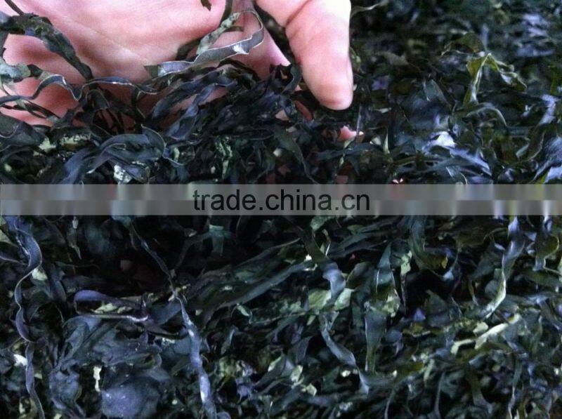 2015 new Shredded Kelp,Laminaria by machine,food grade,supplier in Fujian China