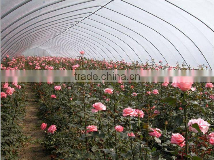 low cost agriculture single span greenhouses
