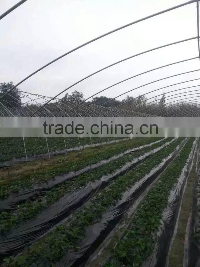 agricultural tunnel greenhouse