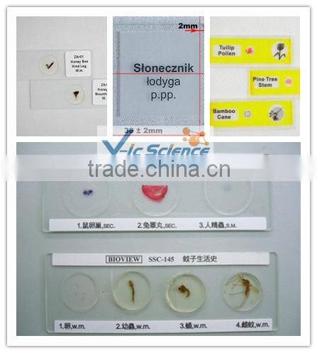 Botany tissue slides algae prepared sldies Scenedesmus W.M.