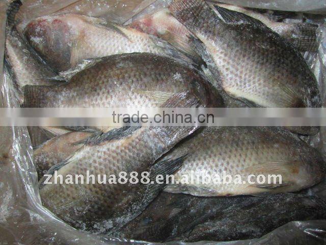 best frozen whole tilapia fish farming