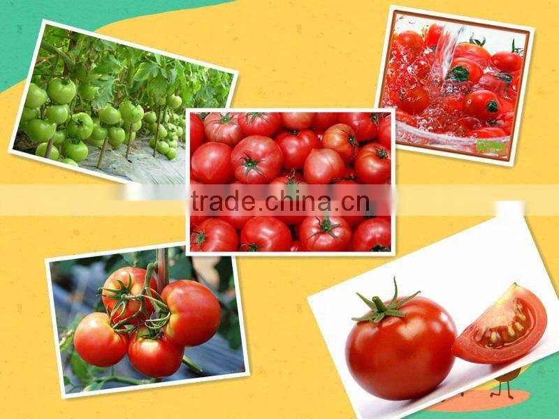 70g*50tins canned tomato paste to Middle East,brix:28-30%