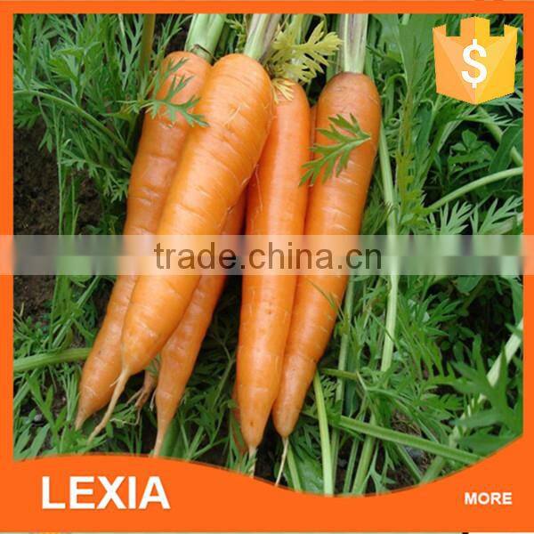 New crop fresh red carrots
