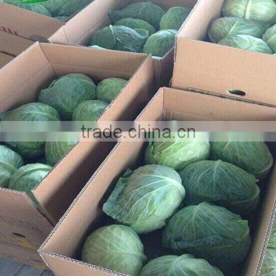 GIMEX VIETNAM FRESH CABBAGE CHEAP