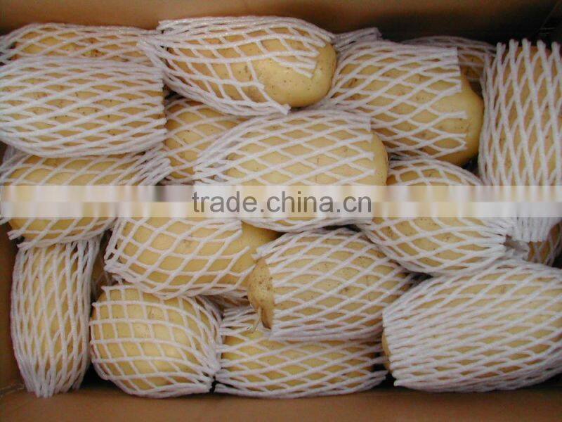Fresh Holland Potato Bulk on Hot Selling