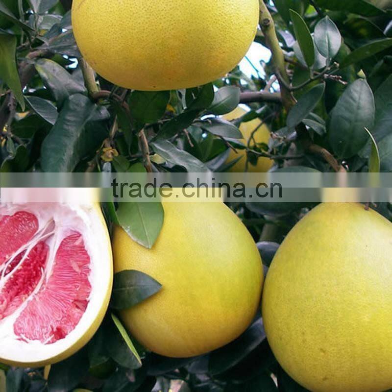 Delicious fruit pomelo