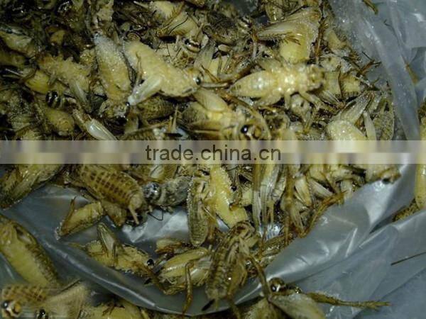 price arowana sturgeon fish farming food frozen crickets
