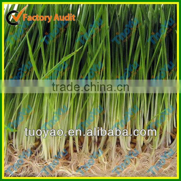 THOYU Brand Salable Germination Chamber with Best Price(Mob:+86-15903675071)