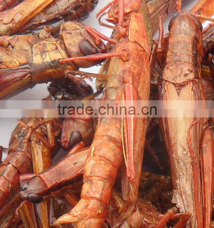 Poultry feed raw materials dried grasshopper