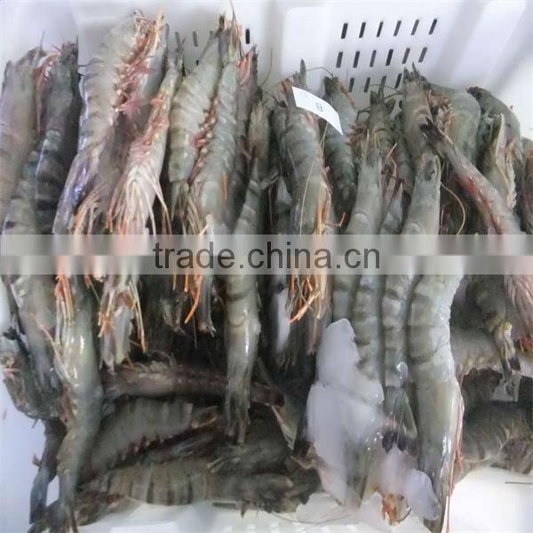 best frozen freshwater shrimps