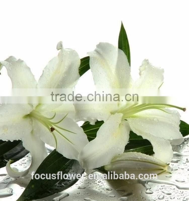 2017 Wholesale White Siberia Lily With High Quality