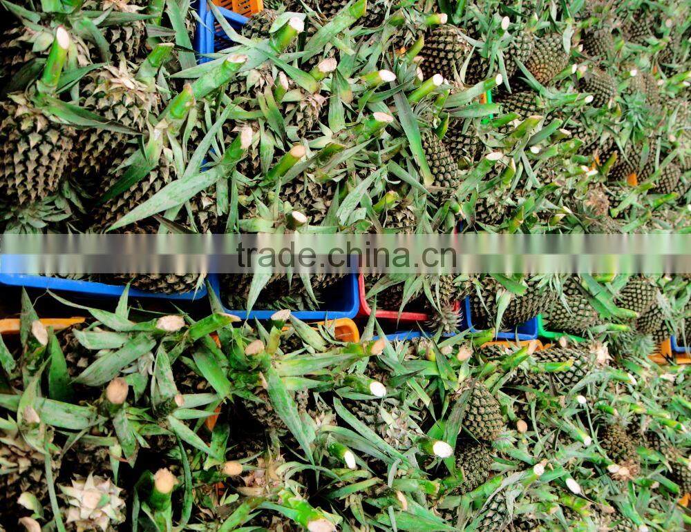 Fresh Yellow Pineapple from Vietnam