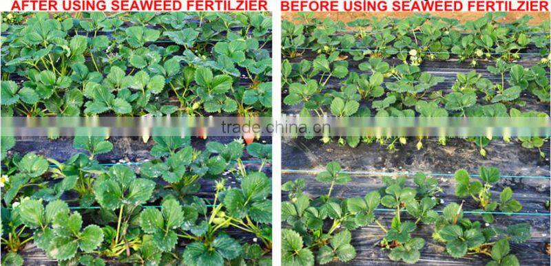 Soluble organic seaweed fertilizer,high Solubility(100%) fertilizer(100-120mesh)