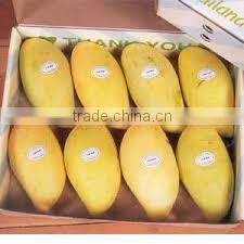 VIETNAM FRESH MANGO- BEST PRICE