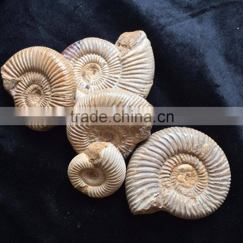 Precious High Quality Natural Ammonite Fossil Snail For Sale Gift Ornaments
