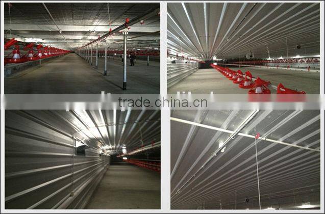 Chicken poultry layer farming equipment