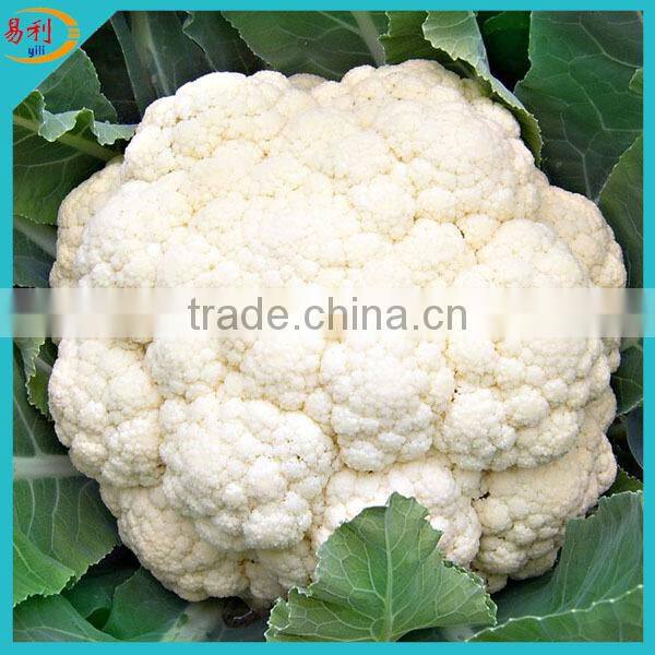 Chinese frozen cauliflower with low price for sale