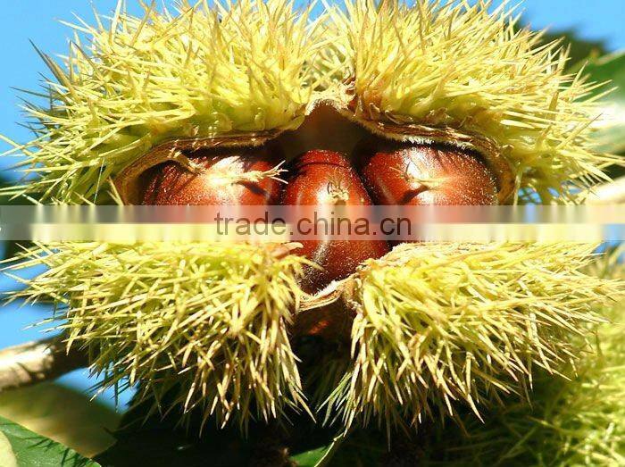 Fresh Chestnuts Crop 2011