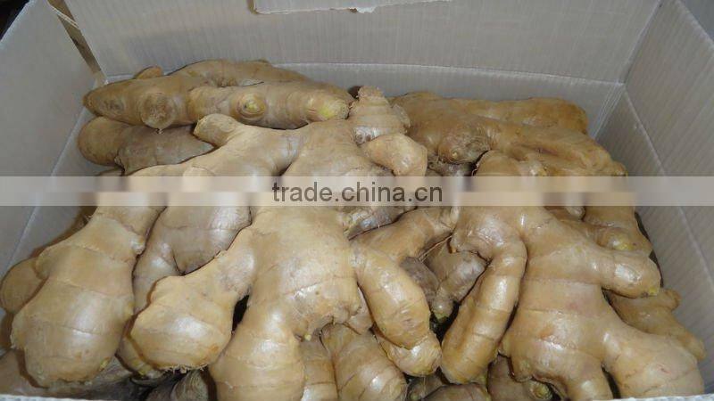 Fresh mature ginger
