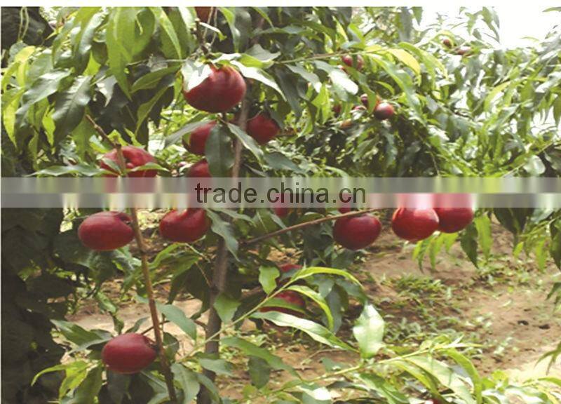 Tranlin Water-soluble fulvic acid fertilizer