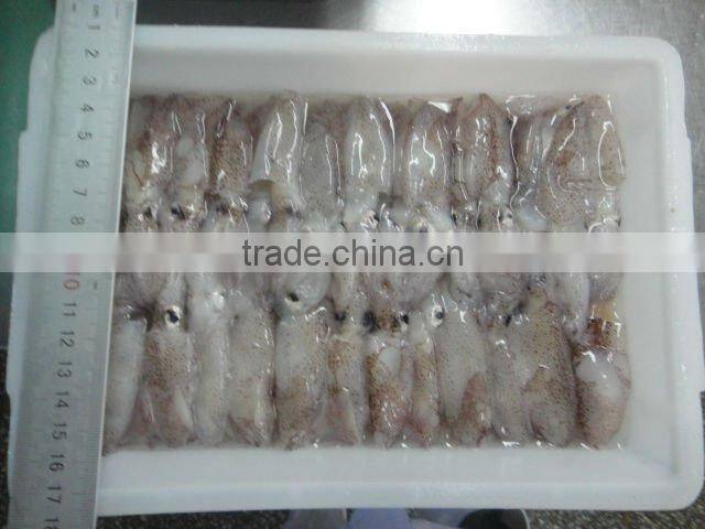 Frozen Baby Squid