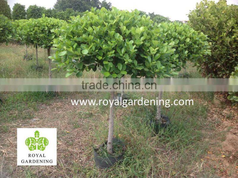 Ficus panda 1 ball ( 1 step) nursery