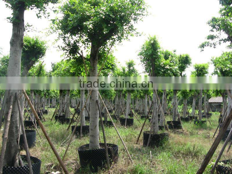 Ficus Nitida landscaping trees for outdoor