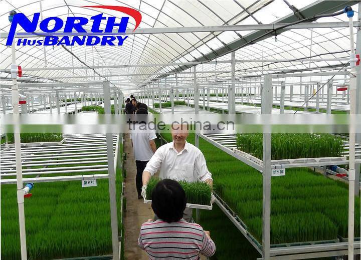 Commercial Greenhouse for agriculture