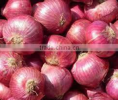 onion