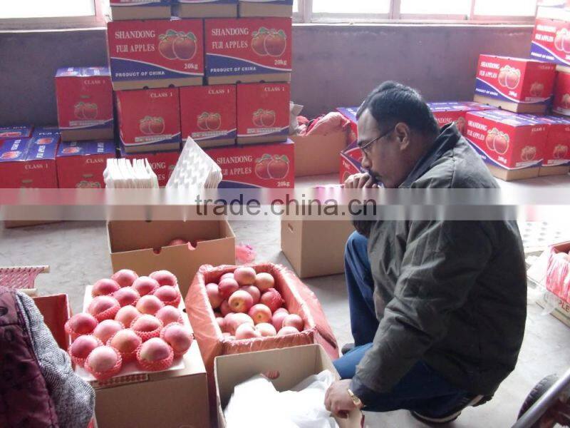 fresh apple fruit wholesale distributors fresh sugar apple for sale red chief apple