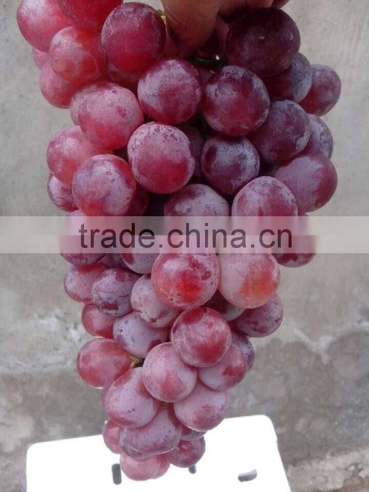Chinese fresh fruit grape