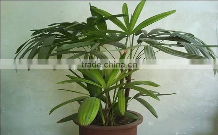 bamboo seedling