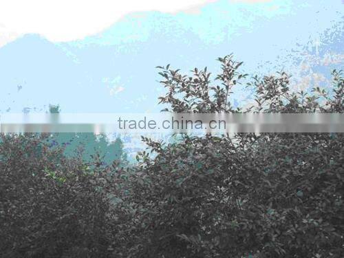 natural seed oil organic refined camellia oil