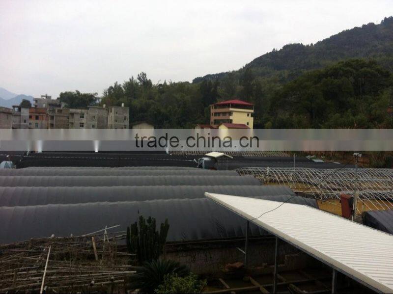 Anguilla eel feed powder