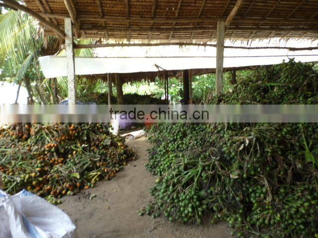 DRIED BETEL NUT (export.vilaconic(at))
