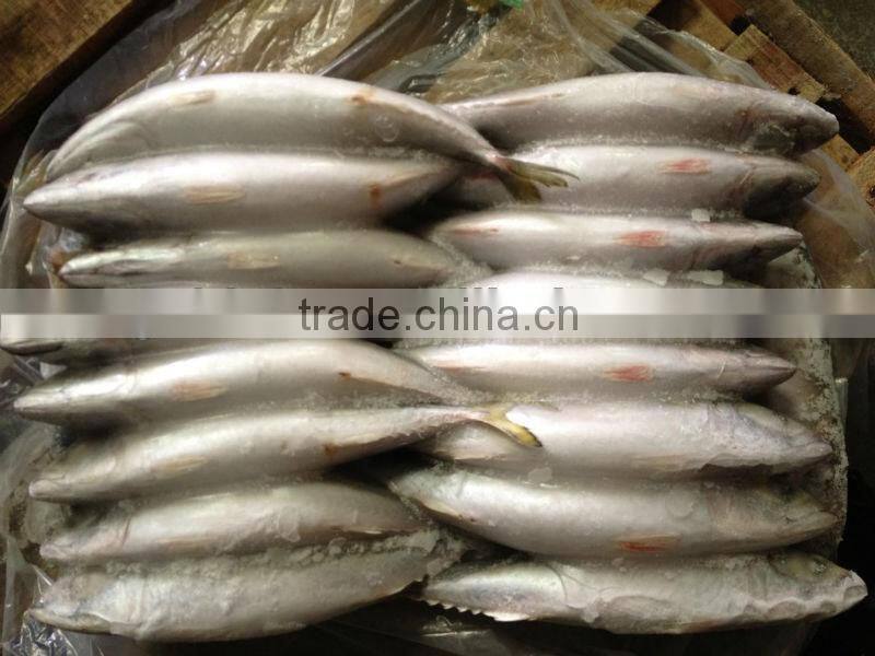Frozen whole round mackerel size 200-300g/pcs for sale