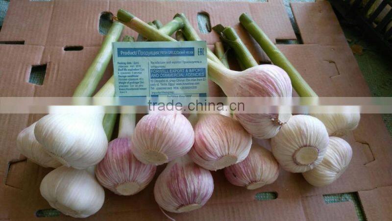 RED AND WHITE GARLIC NEW SEASON