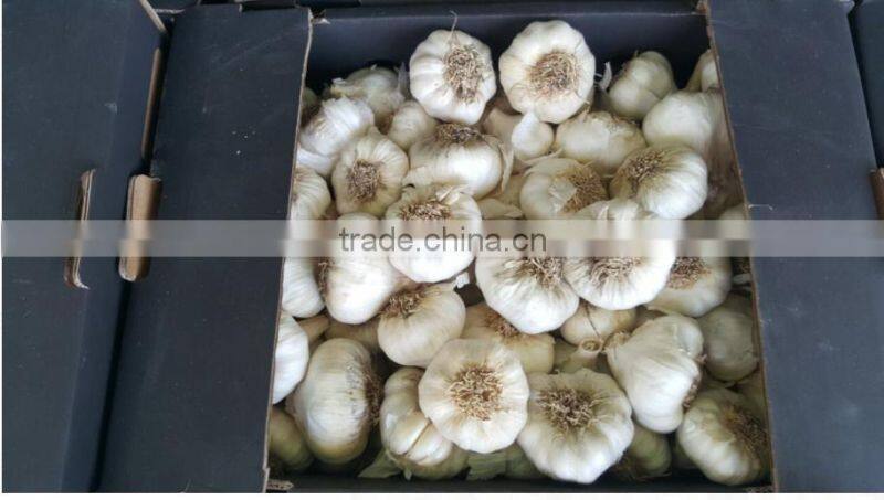 DRY GARLIC