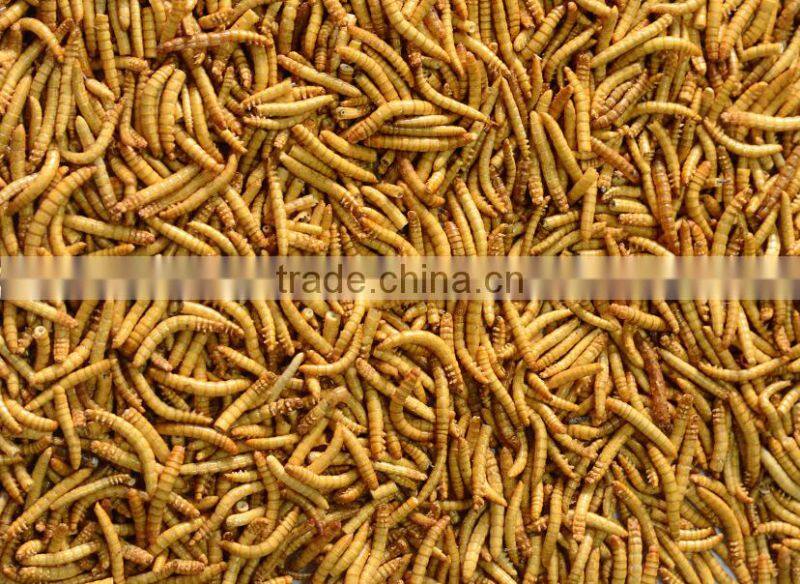 Aquarium fish food Bottled freeze dried mealworm