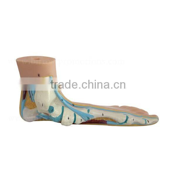 Biological Teaching Aids Education Silicone Foot Model