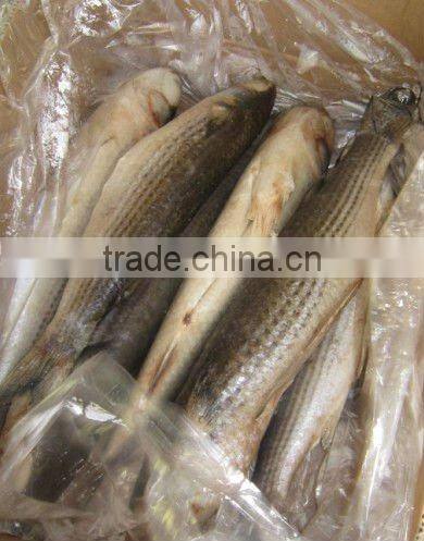 Frozen mullet roe